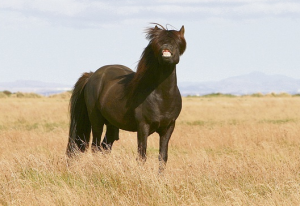 Orri