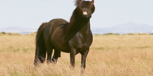 Orri